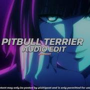 Pitbull Terrier Tik Tok