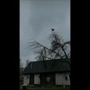 Chicken Scream