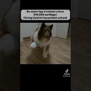 Otga Qildirgan Qiz