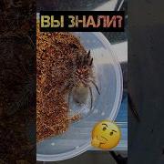 Линька Линька