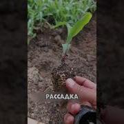 Курифтсы