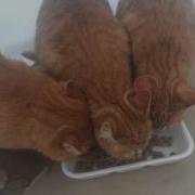 В Семье Солнышкиных