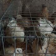 Перепела Самец Голос