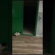 Кыш Отсюда